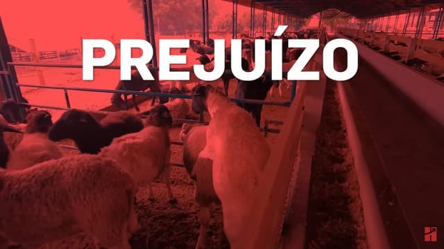 Controlando o Trepa-trepa (Sodomia) Em Cordeiros