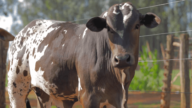 Avanços na Criação de Nelore Pintado: O Caso da Fazenda Capoeira Grande em Santa Juliana, MG