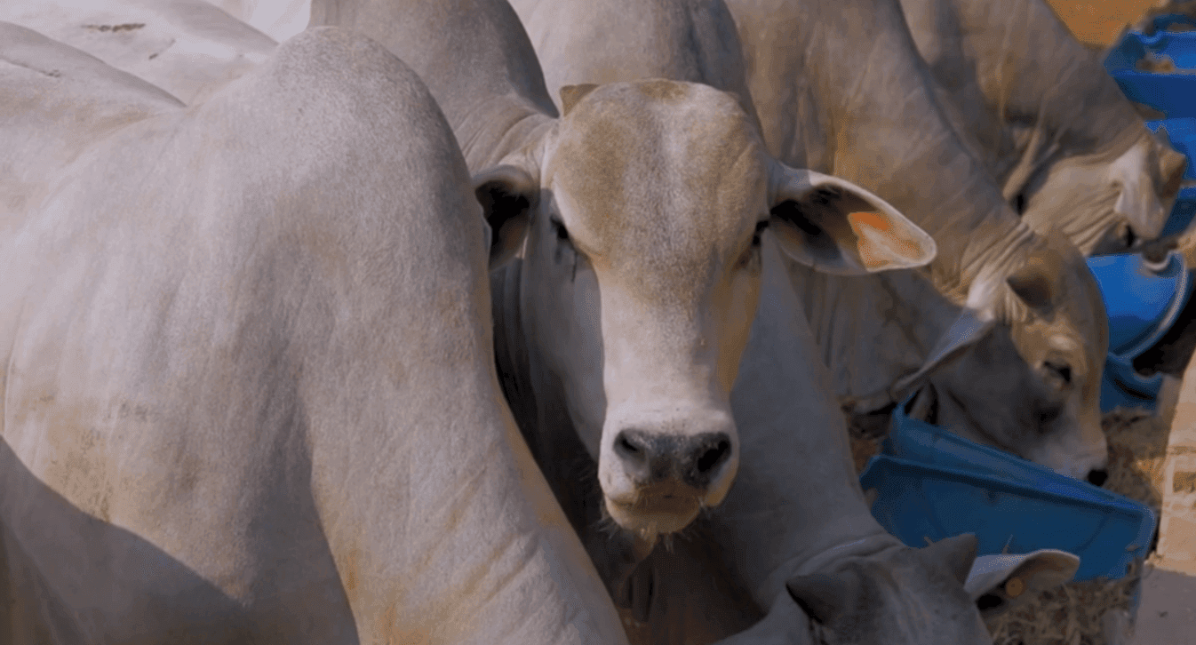 Engorda em 60 dias com menos de 3kg de suplemento proteico por animal/dia no cocho