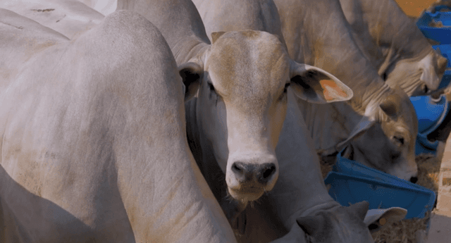 Engorda em 60 dias com menos de 3kg de suplemento proteico por animal/dia no cocho