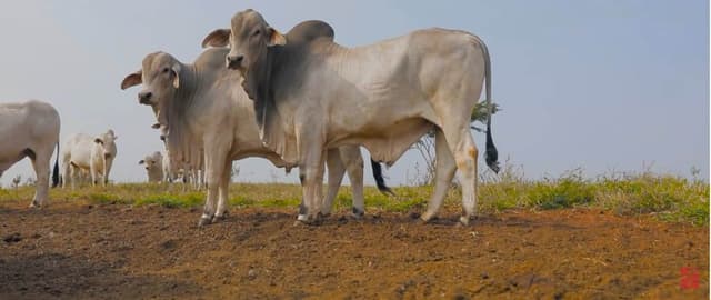 Fazenda Porangaba resolve mortalidade de bezerros após surto de diarreia com solução desenvolvida pela Real H
