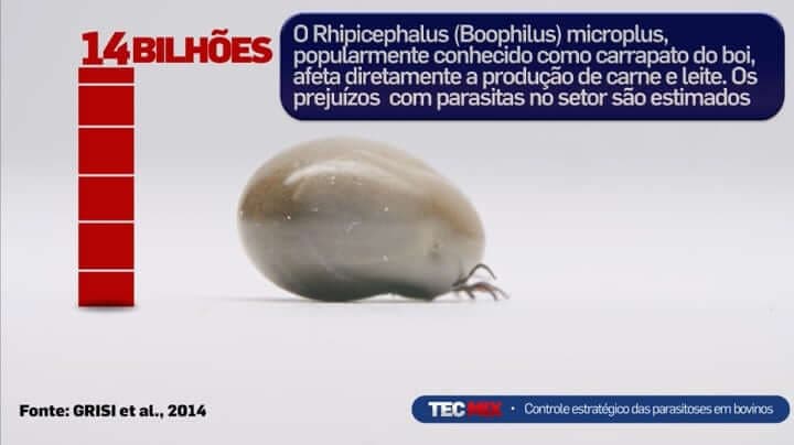 CMR destaca controle parasitário em live