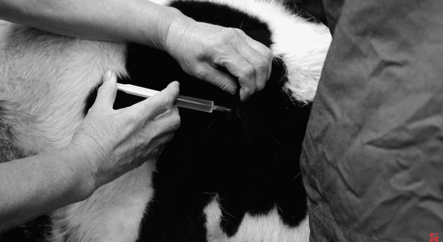 Conheça as 16 principais doenças em animais de grande porte
