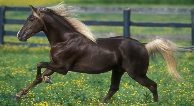 Cavalos com crinas e pelagem de dar inveja