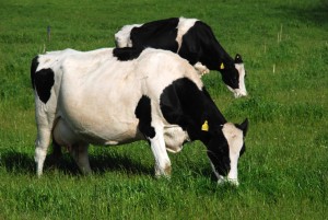 fotos-de-vacas-holandesas