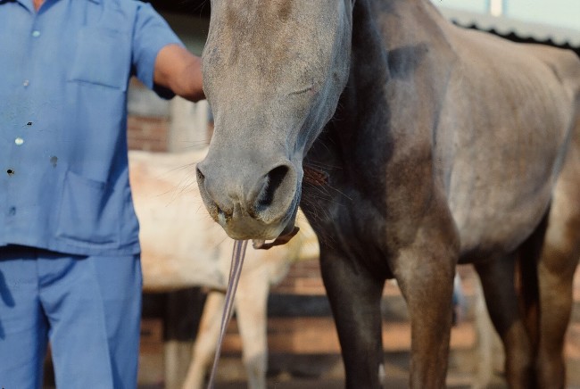 Picada de cobra em cavalo: Confira os principais sinais do problema