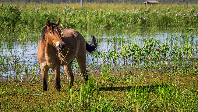 Cavalo Pantaneiro, símbolo da diversidade do pantanal - Portal Escola do  Cavalo