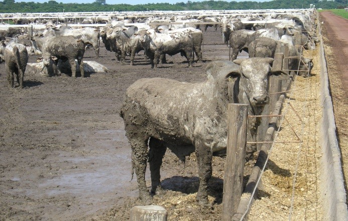 bovino em regime de confinamento sujo de lama. Lamaçal.