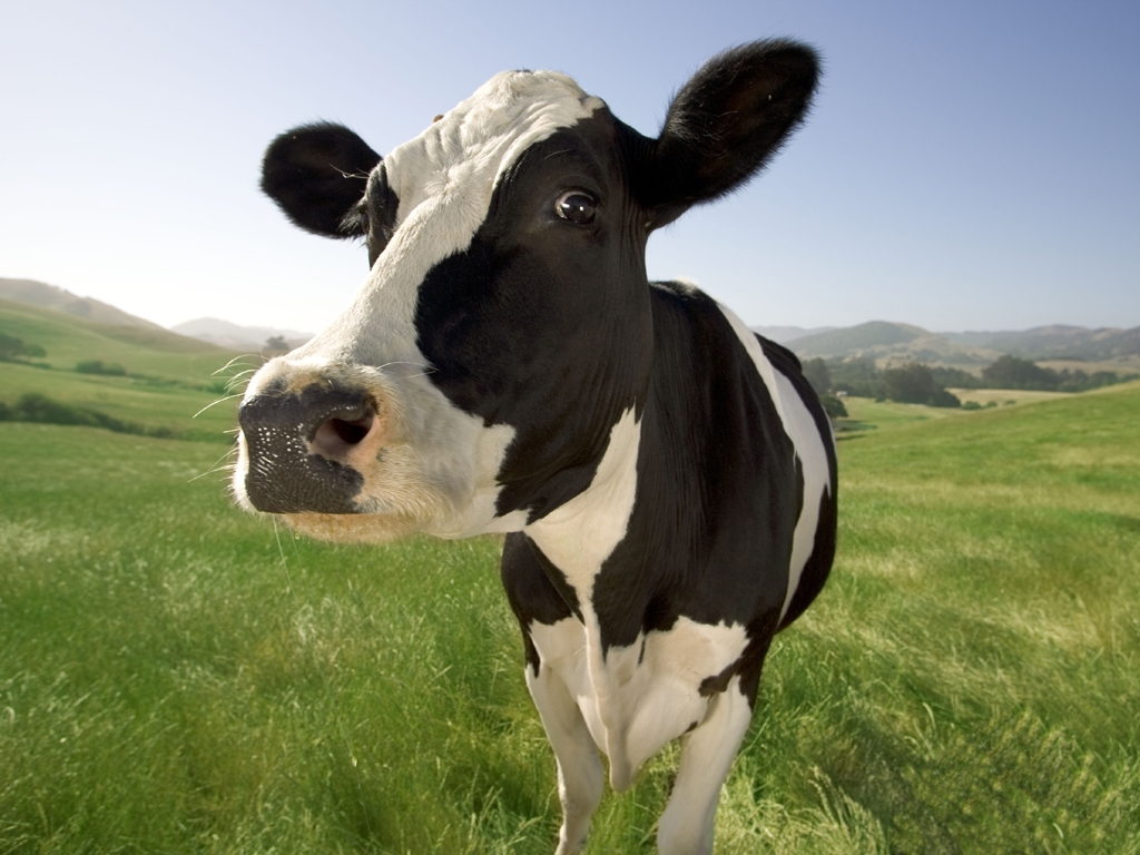 vaca leiteira