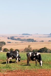 vacas leiteiras pastando