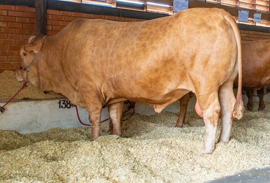 Caracu - Patriarca do Rebanho — Associação Brasileira de Criadores de Caracu