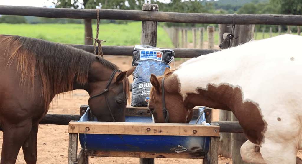 Animais da Aguada do Sucuri consomem tecnologias Real H